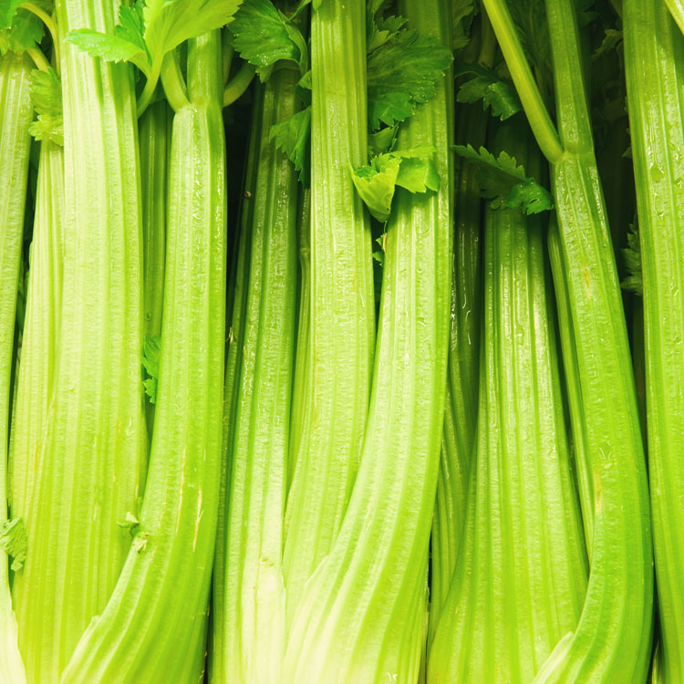 close up of a row of celery